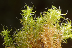 Scleropodium cespitans