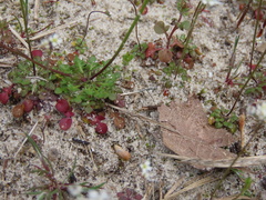 Teesdalia