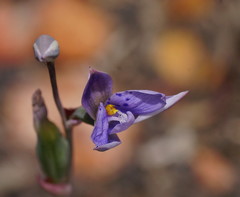 Thelymitra juncifolia