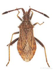 Coriomeris denticulatus