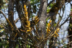Dendrobium jerdonianum