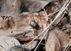 Onthophagus nuchicornis