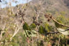Heliocarpus occidentalis