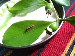 Pyrrhopygini