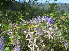 Petrea