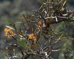 Dendrobium jerdonianum