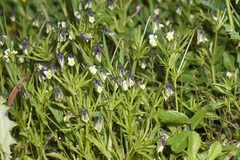 Viola kitaibeliana