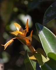 Dendrobium jerdonianum