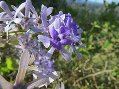 Petrea