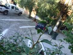 Neoscona oaxacensis