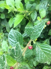Capsicum rhomboideum