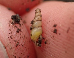 Opeas pyrgula
