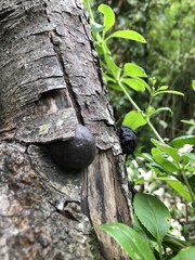 Daldinia concentrica