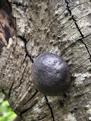 Daldinia concentrica