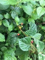 Capsicum rhomboideum