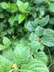 Capsicum rhomboideum
