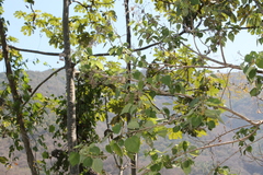 Heliocarpus occidentalis