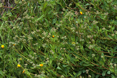 Corrigiola telephiifolia