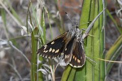 Agathymus estelleae valverdiensis
