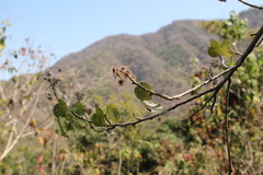 Heliocarpus occidentalis