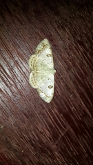 Argyrotome prospectata