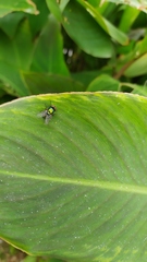 Diptera