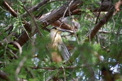 Nycticorax nycticorax
