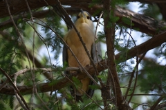 Nycticorax nycticorax