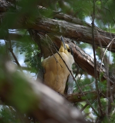 Nycticorax nycticorax