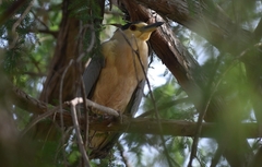 Nycticorax nycticorax