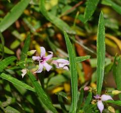 Billardiera cymosa