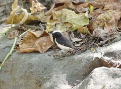 Oenanthe lugentoides