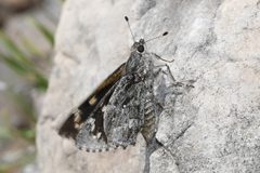 Agathymus estelleae valverdiensis