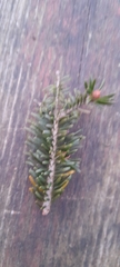 Abies nordmanniana