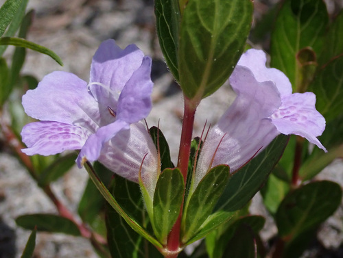 Dyschoriste oblongifolia image