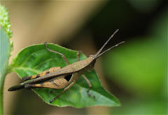 Xiphiola cyanoptera