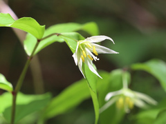 Disporum smilacinum