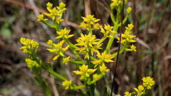 Polygala cymosa
