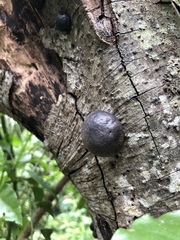 Daldinia concentrica