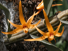 Dendrobium jerdonianum