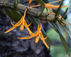 Dendrobium jerdonianum