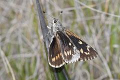 Agathymus estelleae valverdiensis