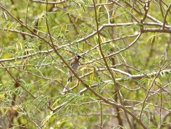 Rhynchostruthus percivali