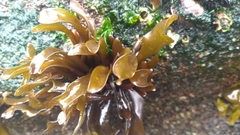 Mazzaella laminarioides