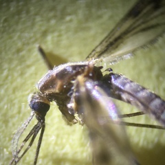 Anopheles freeborni