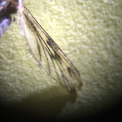 Anopheles freeborni