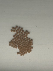Lepidoptera