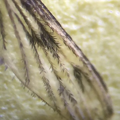Anopheles freeborni