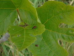 Dionconotus neglectus