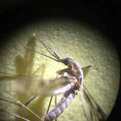 Anopheles freeborni